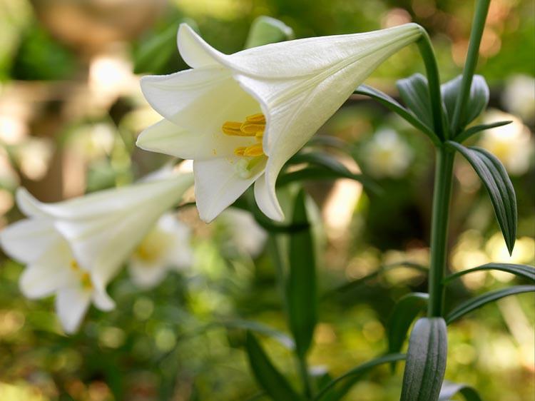 Lilium Longiflorum 'White American' (Easter Lily)